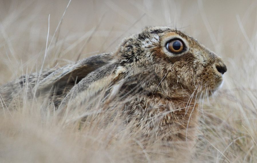 English: Brown hare (Lepus europaeus). An animal which has become extremely rare in Wales. More here on Lepus europaeus: https://en.wikipedia.org/wiki/European_hare Cymraeg: Yr ysgyfarnog, sy'n anffodus wedi prinhau'n arw yng Nghymru.