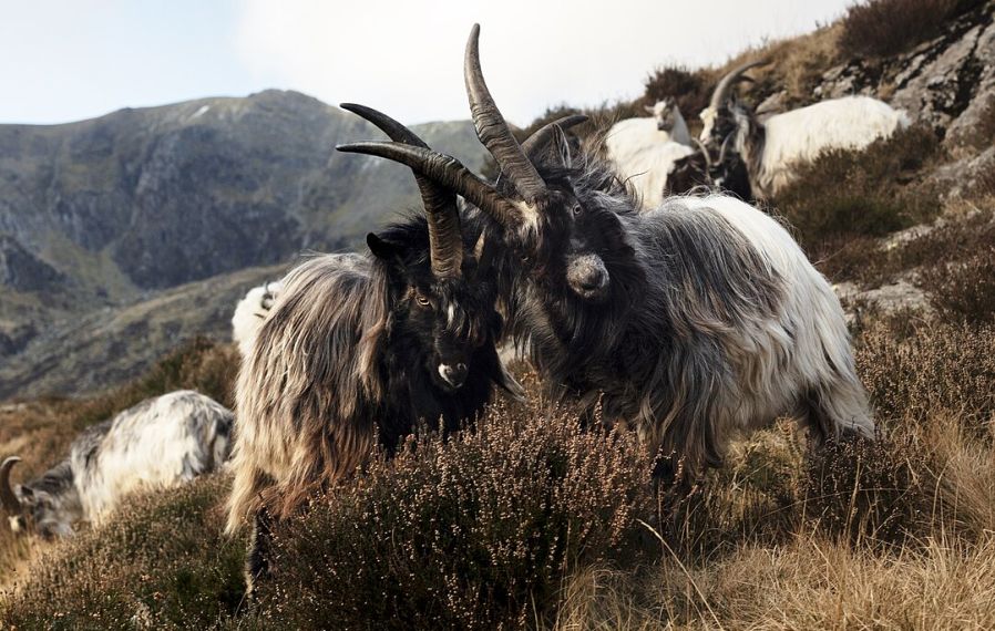 Photo of two billy goats butting heads on a cliff face in the Ogwen Valley, located in the Eryri National Park. The goats have shaggy white and black fur and long horns which are locked together.