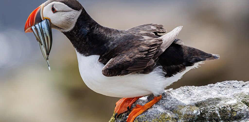 Puffin on the Isle of May