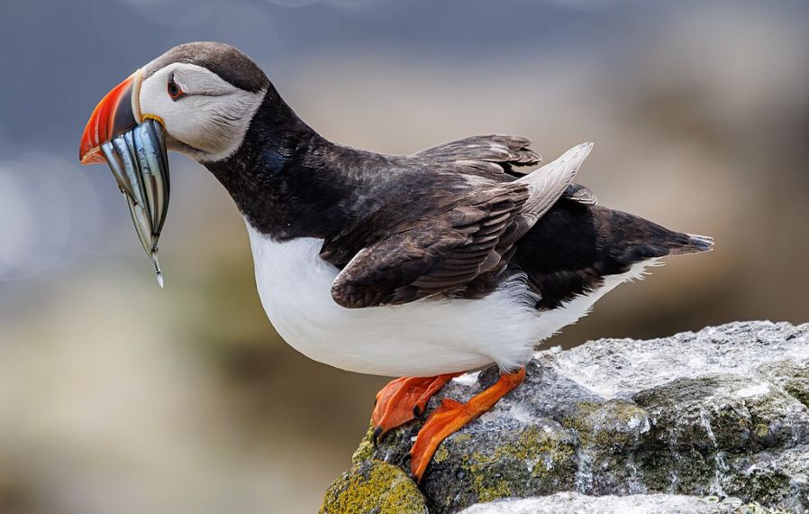 Puffin on the Isle of May