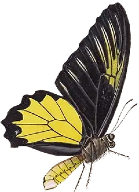 Butterfly