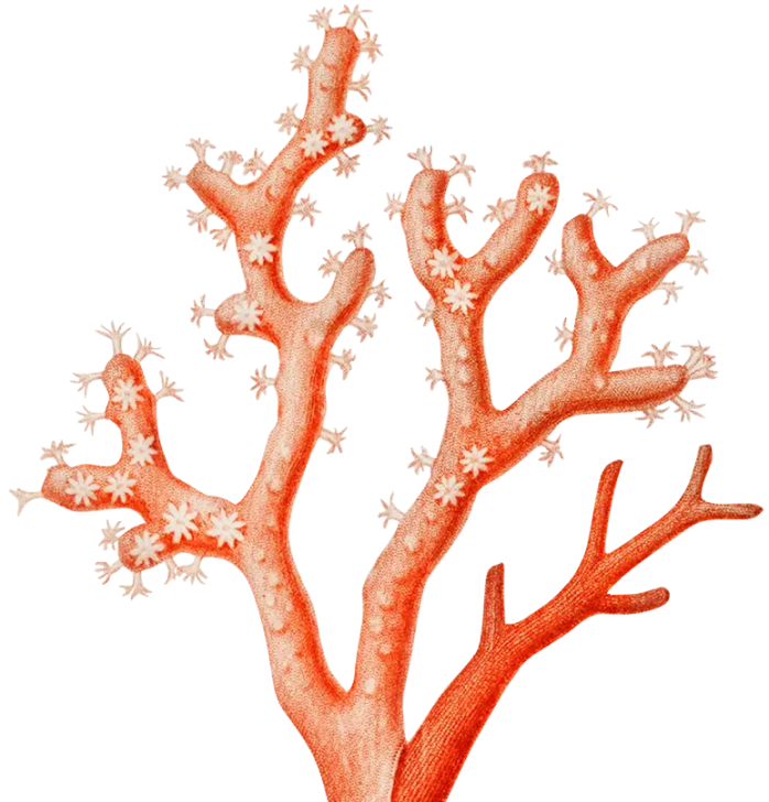 Coral