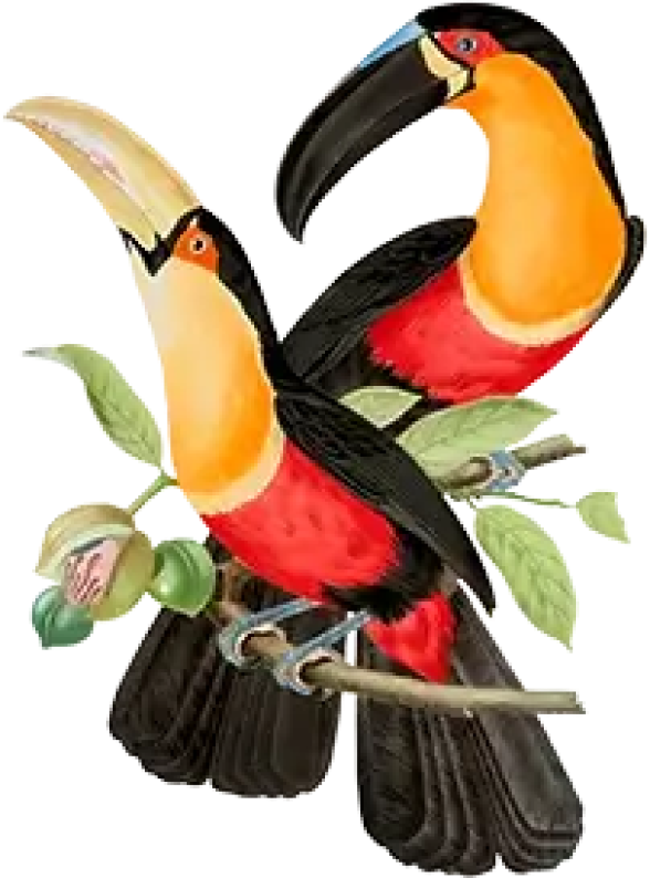 Pelicans
