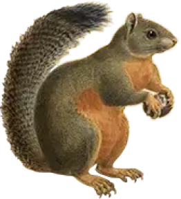 A squirrel