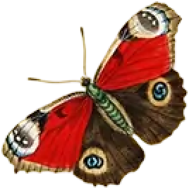 A Butterfly