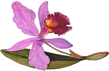 Pink flower