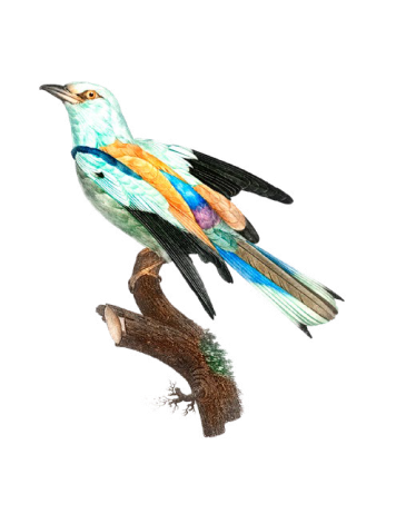 A colourful bird