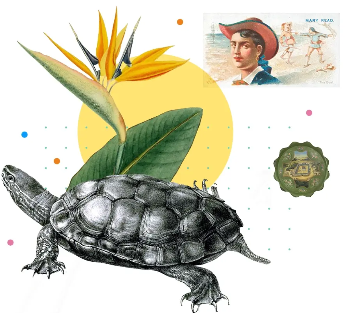 A collage including a tortoise and plants