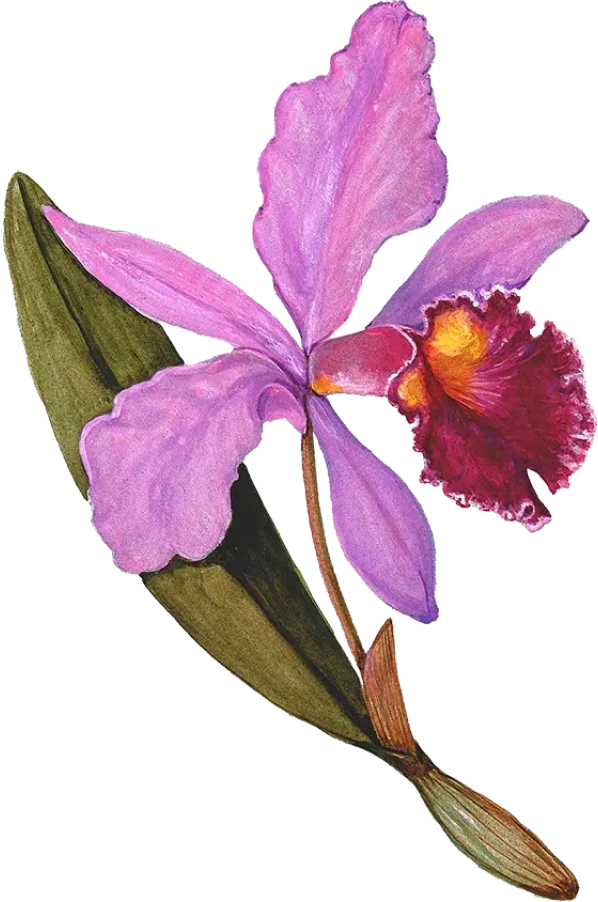 A flower
