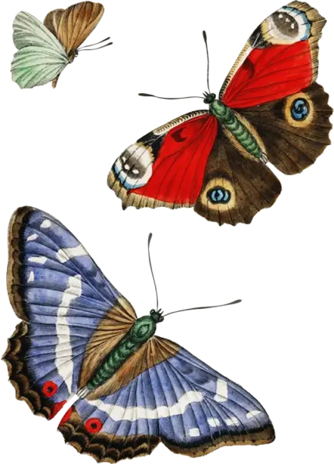 Butterflies