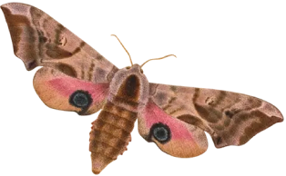 intage illustration of a moth with pink and brown wings