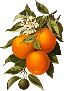 Botanical illustration of an orange branch with fruit and blossom