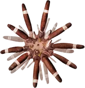 Illustration of a sea urchin with long, striped spines