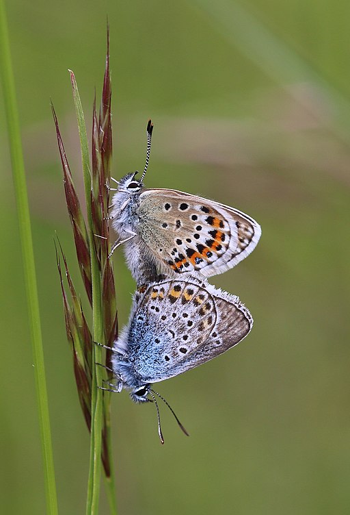 Cymraeg: Mae Mynydd Marian yn gartref i amrywiaeth eang o blanhigion ac anifeiliaid ond yn enwog am y glesyn serennog. English: Silver studded blue (Plebejus argus) at Mynydd Marian SSSI, Conwy, Wales. More on Mynydd Marian SSSI: https://en.wikipedia.org/wiki/Mynydd_Marian