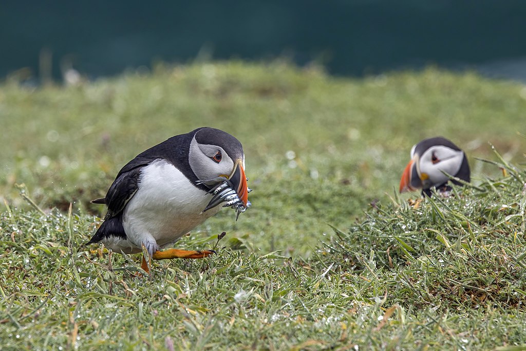 English: Puffin (Fratercula arctica) above The Wick (Y Wig) on Skomer Island, Pembrokeshire, Wales. Running for its burrow with lesser sand eels (Ammodytes tobianus).